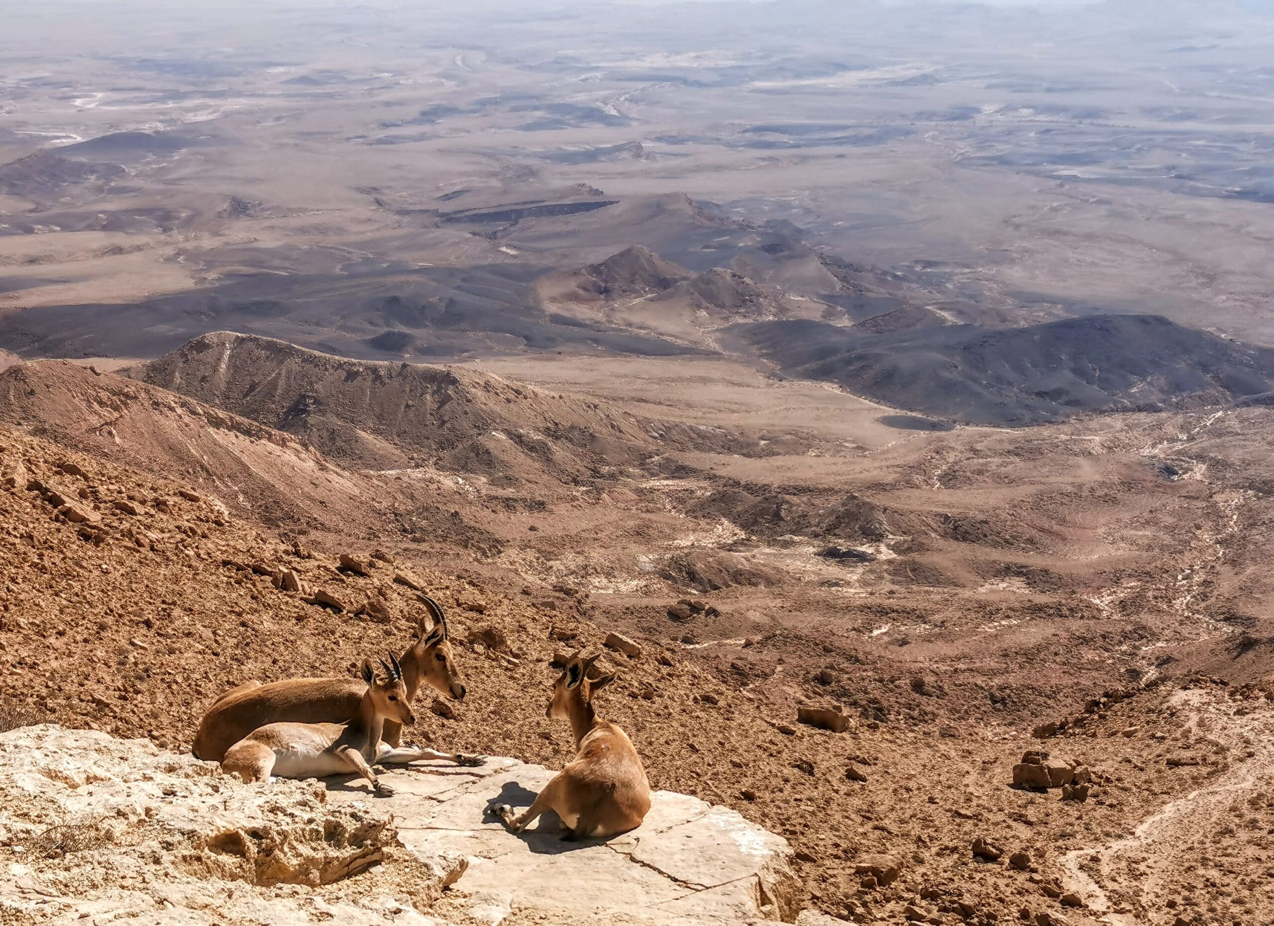 Mitzpe Ramon 
