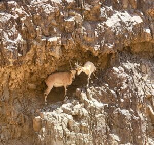 Nubian Ibex Makhtesh Ramon